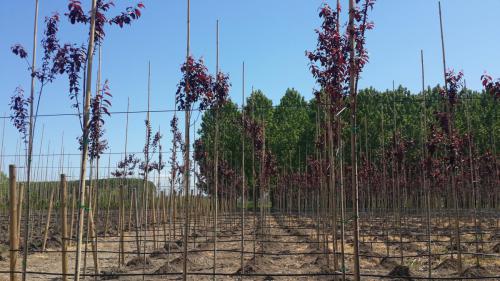 Prunus Cerasifera Pissardii Nigra-Kırmızı Yapraklı Süs Eriği